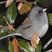 Dark-eyed Junco